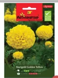 Marigold Golden Yellow1