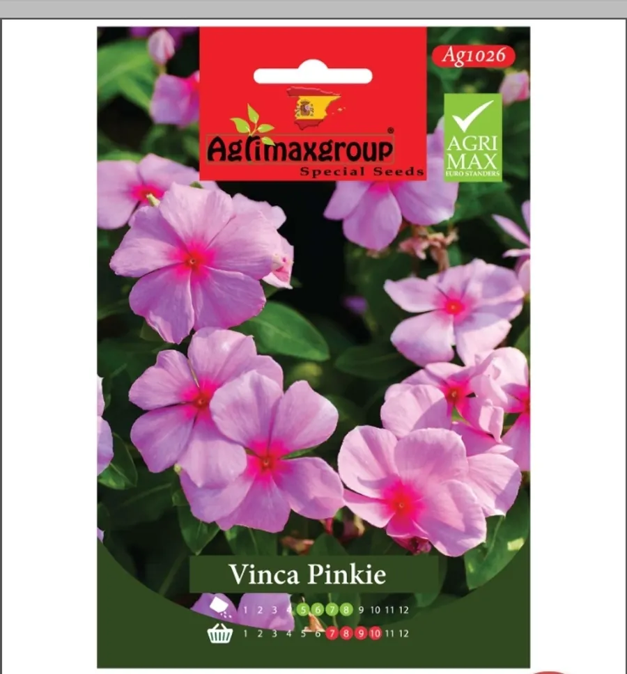 Vinca Pinkie1