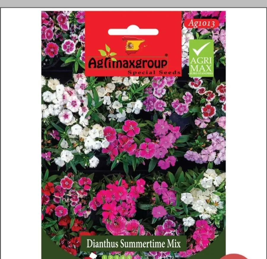 Dianthus Summertime Mix1