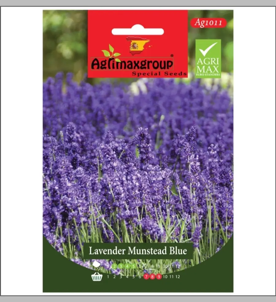 Lavender munstead Blue1