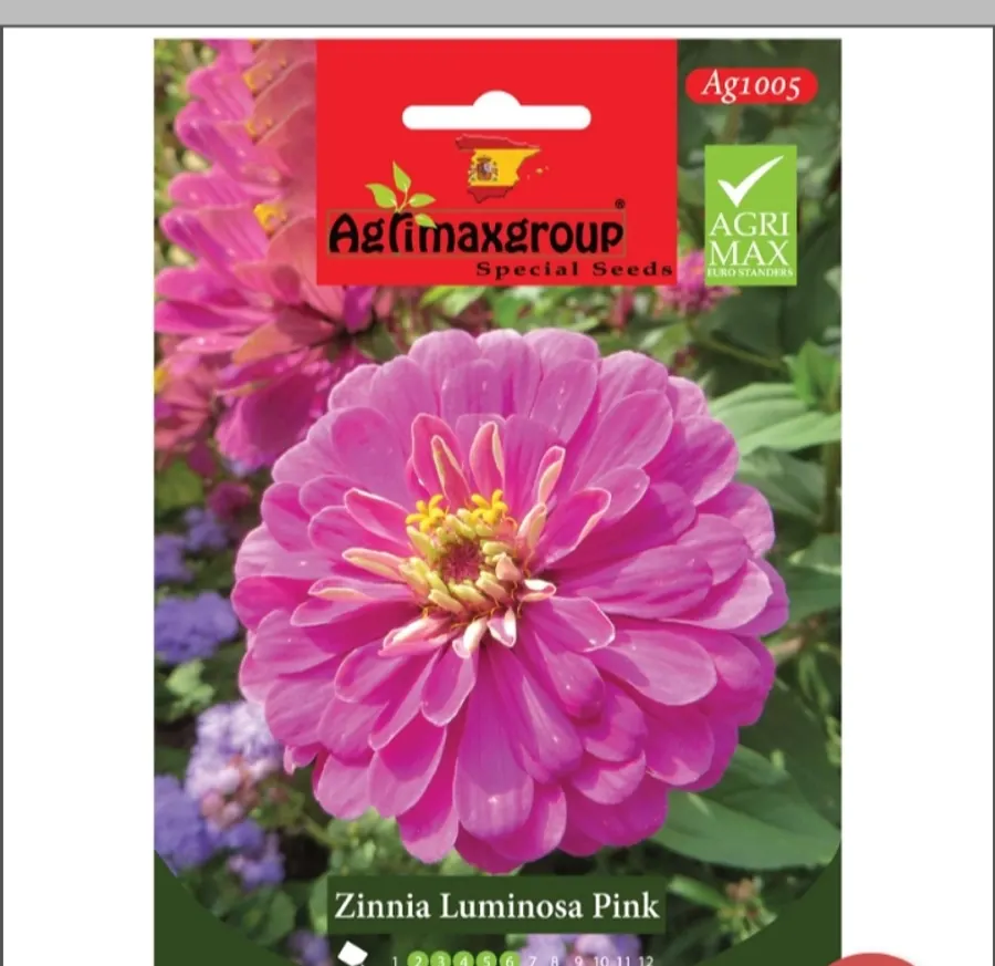 Zinnia Luminosa Pink1