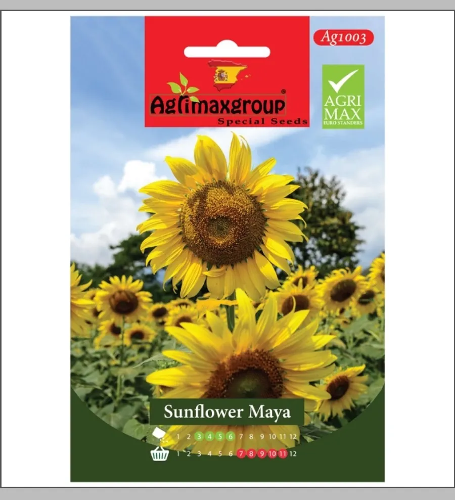 Sunflower maya1