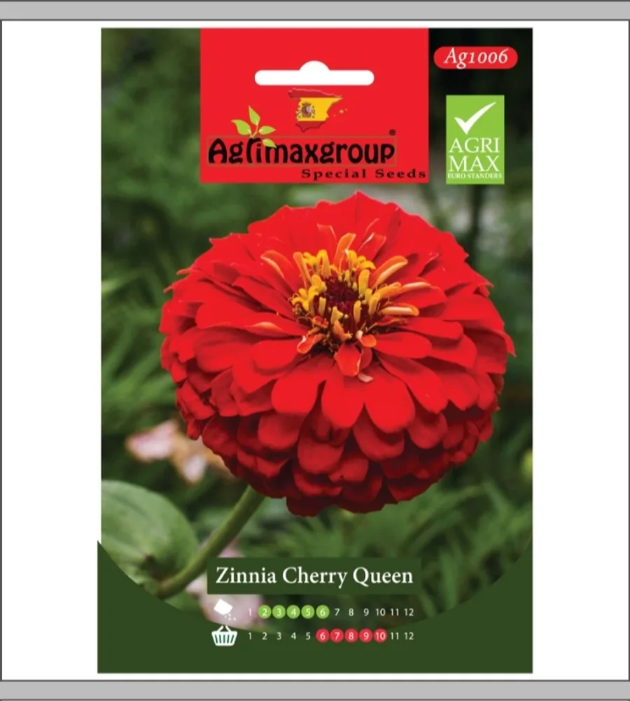 Zinnia Cherry Queen1