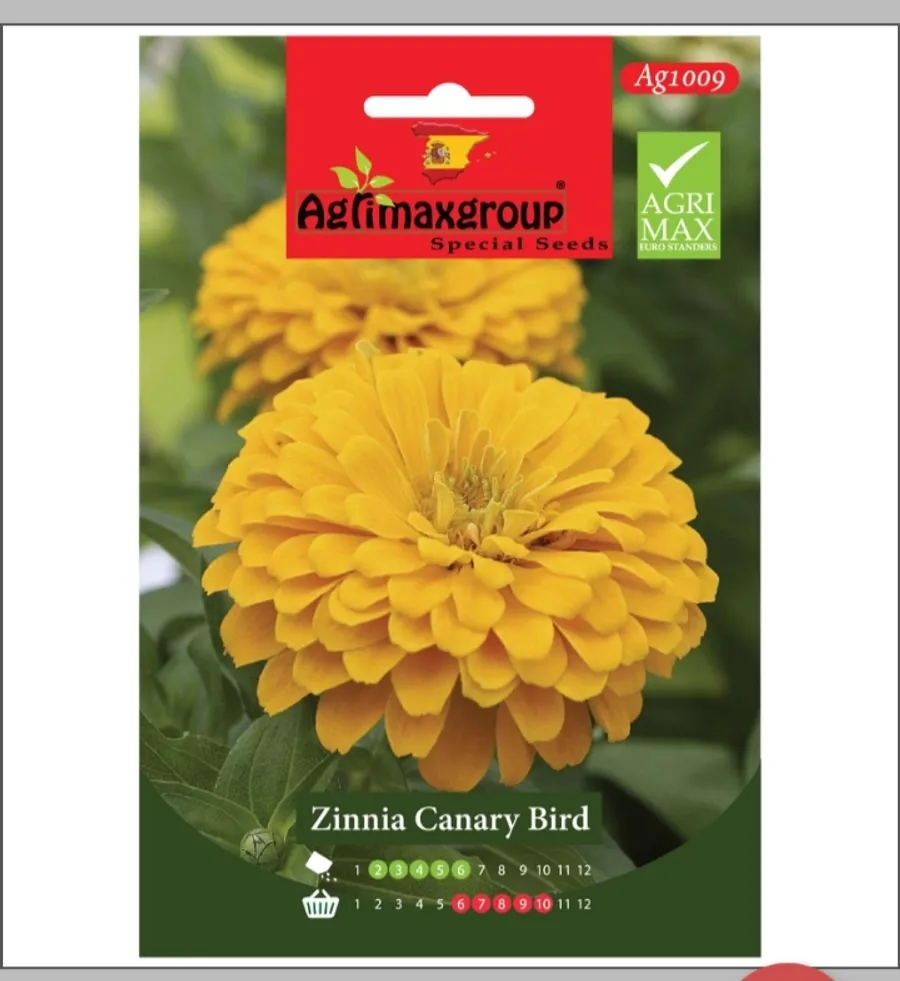 Zinnia Canary Bird1
