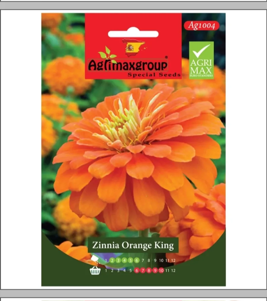 Zinnia Orange King1