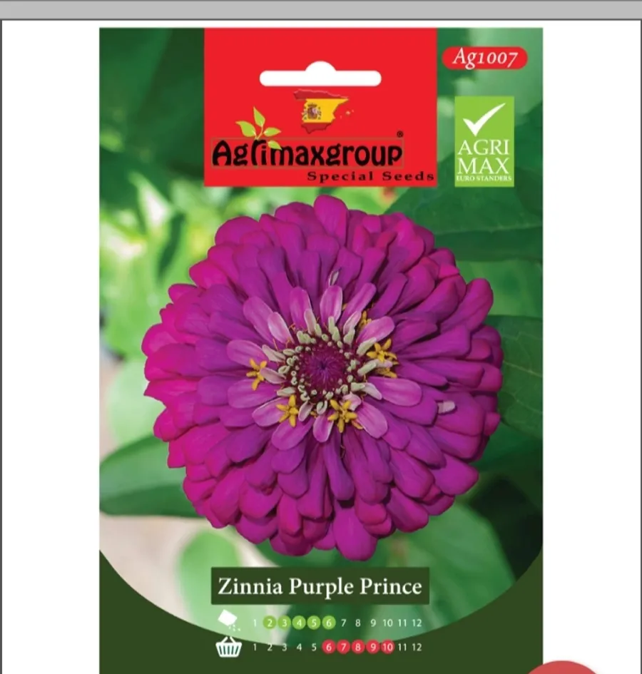 zinnia-purple-prince-00619-a