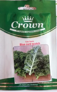 Kale seed hybrid f11