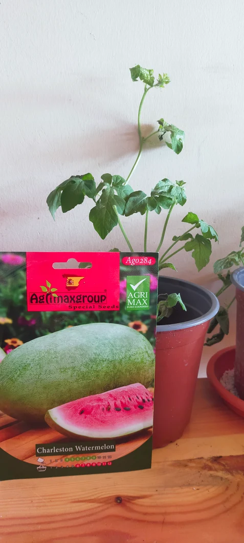 charleston-watermelon-plant-00638-a