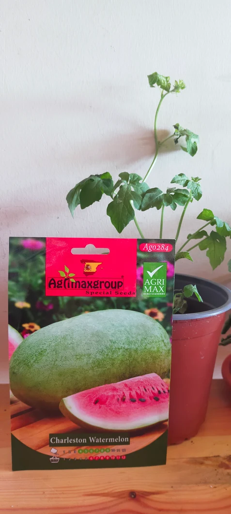 charleston-watermelon-plant-00638-b