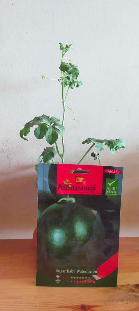 sugar-baby-watermelon-plant-00639-b