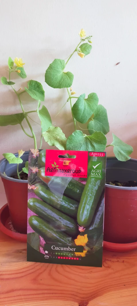 cucumber-plant-00640-a