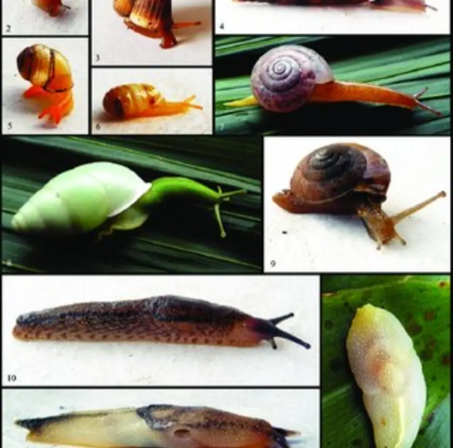 Metaldehyde 6% 1 kg2